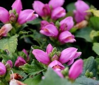 Chelone obliqua - Schildpadbloem - 3