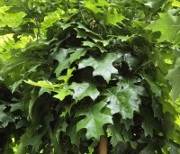Quercus palustris 'Green Dwarf' - Moeraseik dwergvorm 'Green Dwarf' - 3