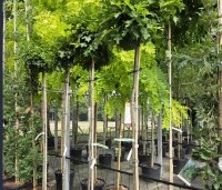 Quercus palustris 'Green Dwarf' - Moeraseik dwergvorm 'Green Dwarf' - 2