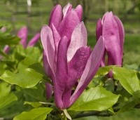 Magnolia 'Susan' - Beverboom - 3
