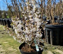Prunus nipponica 'Brilliant'