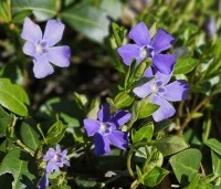 Vinca minor - Kleine maagdenpalm blauw - 1