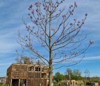 Paulownia tomentosa 'Hulsdonk' - Anna Paulownaboom 'Hulsdonk' - 5