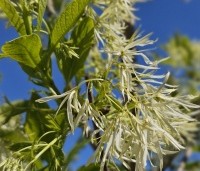 Chionanthus retusus - Sneeuwvlokkenboom - 3