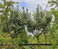 Elaeagnus ebbingei - Olijfwilg - 1