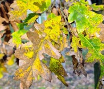 Quercus Cerris