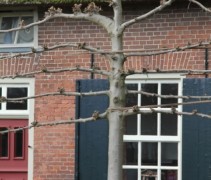 Tilia x euchlora leilinde