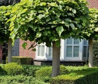 Catalpa bignonioides 'Nana' - Bolcatalpa - 2