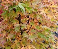 Acer palmatum 'Orange Dream' - Japanse Esdoorn 'Orange Dream' - herfst