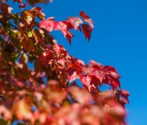 Acer Buergerianum