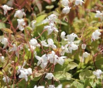 Fraaie Elfenbloemetjes in de zon, zeer fragiel ogend maarr ook een sterke en winterharde, vaste plant