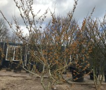 Hamamelis intermedia 'Jelena'