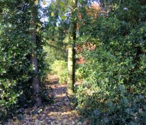 Ilex Aquifolium