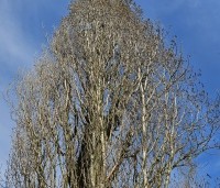 Populus nigra 'Italica' - Italiaanse populier - 4