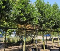 Ilex 'Nellie R. Stevens' - Amerikaanse hulst - 2