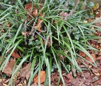 Liriope muscari 'Moneymaker' - Leliegras 'Moneymaker' - wintergroen