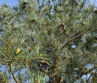Pinus sylvestris 'Glauca' - Grove den 'Glauca' - 3