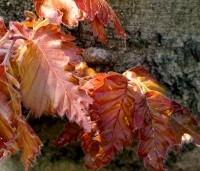 Fagus sylvatica 'Rohan Obelisk' - Beuk 'Rohan Obelisk' - jong blad in het voorjaar