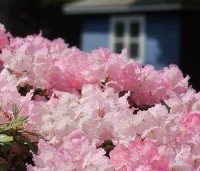 Rhododendron yakushimanum 'Marlis' - Rododendron   - 2