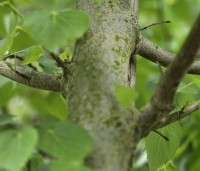 Tilia mongolica 'Buda' - Mongoolse Lindeboom - 1