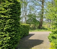 Carpinus betulus - Haagbeuk - 6