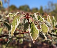 Cornus controversa  'Variegata' - Reuze kornoelje  'Variegata' - blad in oktober
