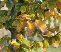 Parrotia persica 'Vanessa' - Perzisch IJzerhout - 1