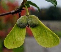 Acer griseum - Papieresdoorn - zaad