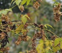 Humulus lupulus 'Nordbrau' - Hopplant voor bierbrouwers - 1