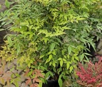 Nandina domestica - Hemelse bamboe - 1