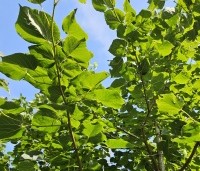 Tilia x europaea 'Euchlora' - Linde - 1