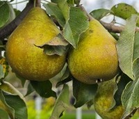 Pyrus com. 'Gieser Wildeman"  - Pyrus com. 'Gieser Wildeman"  - 1