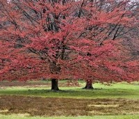 Fagus sylvatica 'Atropunicea' - Rode beuk - 2