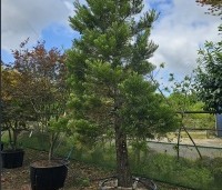 Sequoiadendron giganteum - Mammoetboom - 1