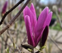 Magnolia 'Susan' - Beverboom - 7