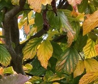 Parrotia persica 'Bella' - Perzisch IJzerhout - 3