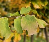Parrotia persica 'Bella' - Perzisch IJzerhout - 2