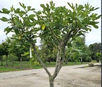 Ficus carica - Vijg - 1
