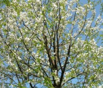 Prunus  avium 'Plena'