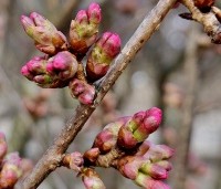 Prunus 'Okame' - Sierkers 'Okame' - bloemknoppen februari 2024