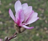 Magnolia loebneri 'Leonard Messel' - Magnolia loebneri 'Leonard Messel' - 2