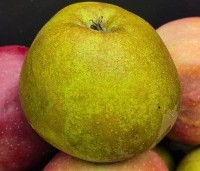 Malus dom. 'Schone van Boskoop' - Malus dom. 'Schone van Boskoop' - 2