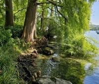 Taxodium distichum - Moerascypres - 3