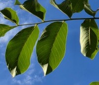 Juglans regia 'Lange van Lod'  - Walnoot, Reuzennoot - 6