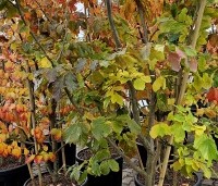 Parrotia persica 'Vanessa' - Perzisch IJzerhout - 4