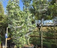 Ilex 'Nellie R. Stevens' - Amerikaanse hulst - rechts hoogstam  links beveerde boom ingewikkeld