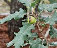 Quercus pubescens - Donzige eik - 5