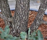 Quercus pubescens - Donzige eik - 4