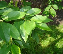 blad Halesia carolina