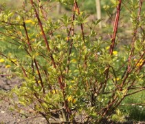 Cornus alba Sibirica